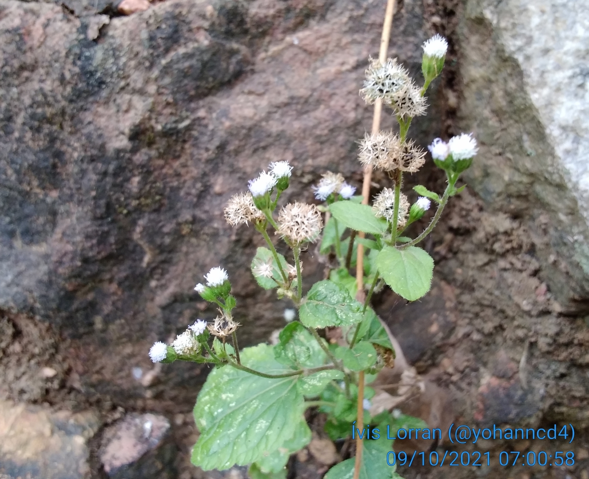 Ageratum conyzoides