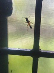 Sceliphron coromandelicum