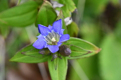 Gentiana scabra