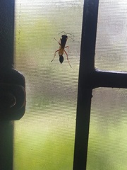 Sceliphron coromandelicum