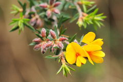 Pultenaea juniperina