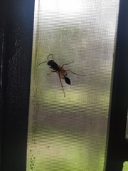 Sceliphron coromandelicum