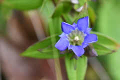 Gentiana scabra
