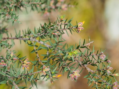 Pultenaea juniperina