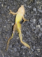 Rana dybowskii