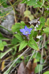 Gentiana scabra