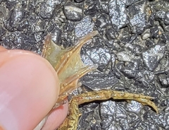 Rana dybowskii