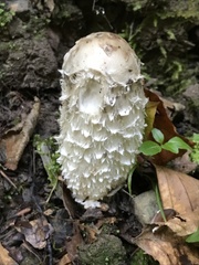 Coprinus comatus