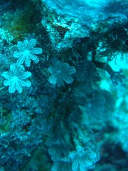 Clavularia