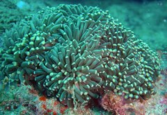 Euphyllia cristata