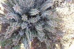 Quaqua mammillaris