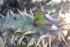 Quaqua mammillaris