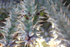 Quaqua mammillaris