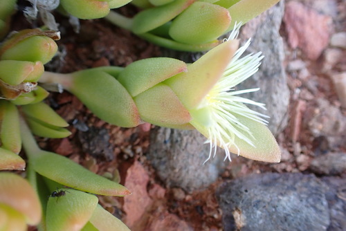 Namaqua Skeletonfig (Mesembryanthemum tortuosum) · iNaturalist