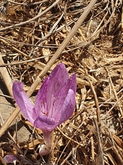 Colchicum feinbruniae