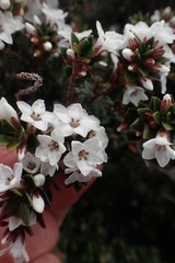Epacris myrtifolia