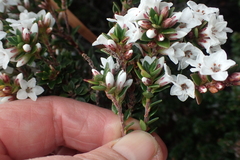 Epacris myrtifolia