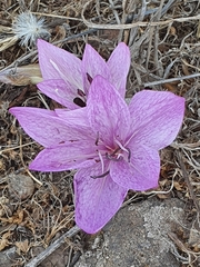 Colchicum feinbruniae