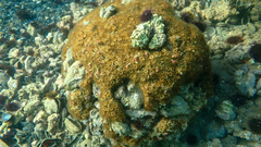 Serpula vermicularis