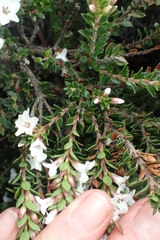 Epacris myrtifolia