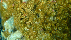 Serpula vermicularis
