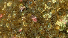 Serpula vermicularis