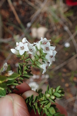 Epacris myrtifolia