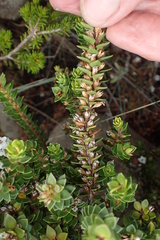 Epacris myrtifolia