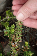 Epacris myrtifolia