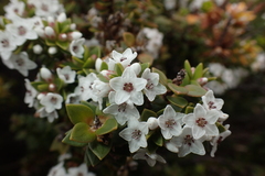 Epacris myrtifolia