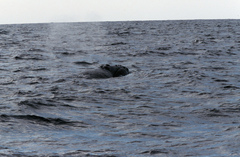 Eubalaena glacialis
