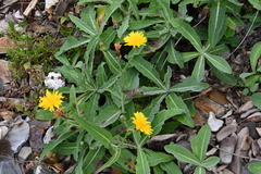 Sonchus brachyotus