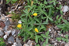 Sonchus brachyotus