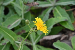 Sonchus brachyotus