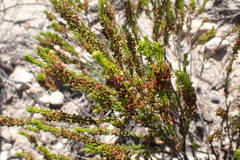 Erica coarctata