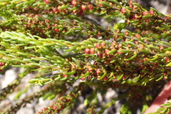 Erica coarctata