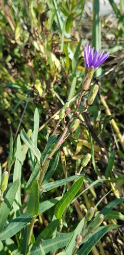 Blue lettuce (Lactuca tatarica)