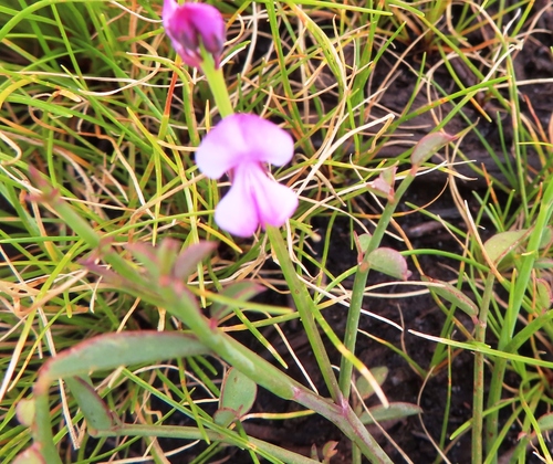 Image of Indigofera ionii by (c) linkie, some rights reserved (CC BY)