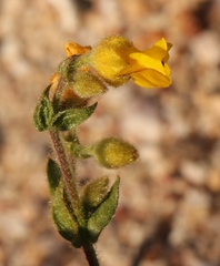 Hermannia stipulacea