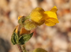 Hermannia stipulacea