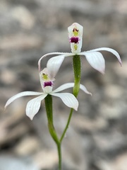 Caladenia clarkiae