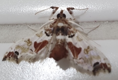 Neoleucinodes