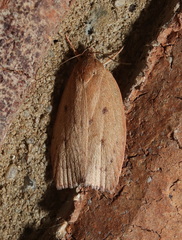 Prionocris protoxantha