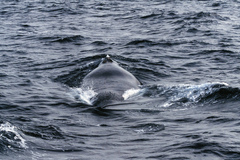 Eubalaena glacialis