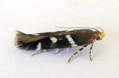 Chionodes naevus