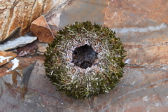 Strongylocentrotus intermedius