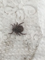 Dermacentor reticulatus