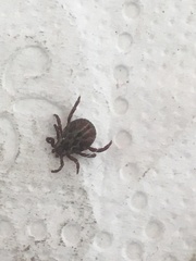 Dermacentor reticulatus