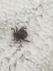 Dermacentor reticulatus