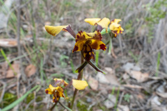 Diuris curvifolia